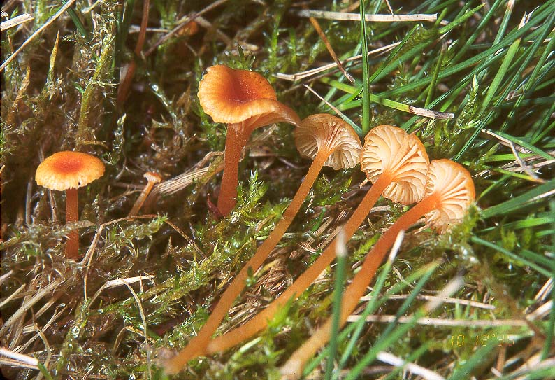 Rickenella fibula